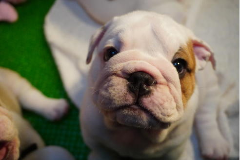 成約済の愛媛県のブルドッグ-122842の2枚目