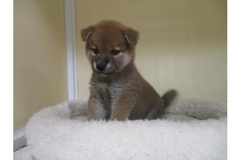 成約済の岡山県の柴犬-120138の1枚目