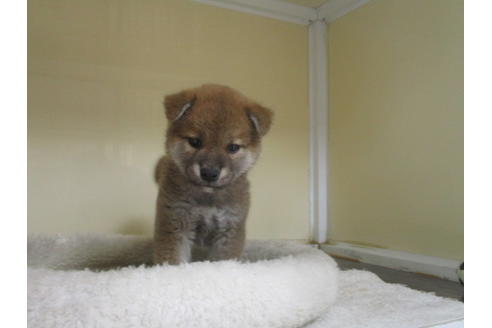 成約済の岡山県の柴犬-120138の5枚目