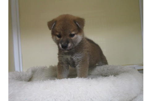 成約済の岡山県の柴犬-120138の4枚目