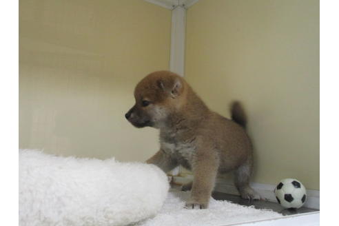 成約済の岡山県の柴犬-120138の3枚目