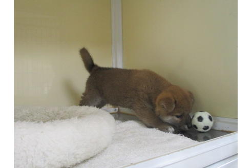 成約済の岡山県の柴犬-120138の2枚目