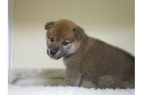 成約済の岡山県の柴犬-120139の1枚目