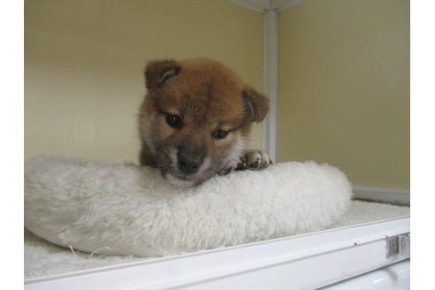 成約済の岡山県の柴犬-120139の5枚目