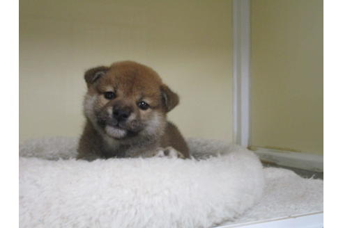 成約済の岡山県の柴犬-120139の4枚目