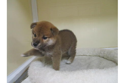 成約済の岡山県の柴犬-120139の3枚目