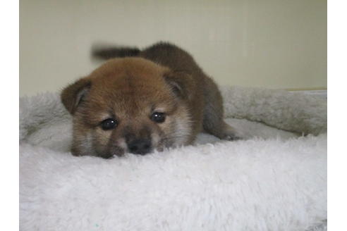 成約済の岡山県の柴犬-120139の2枚目