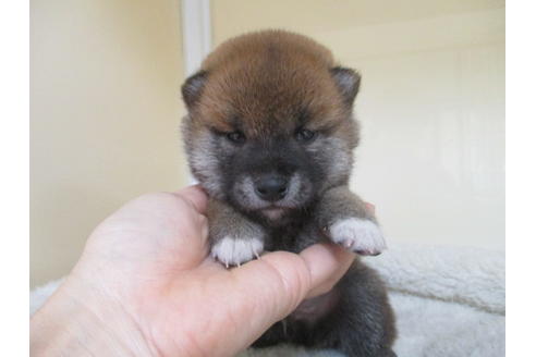 成約済の岡山県の柴犬-122868の1枚目