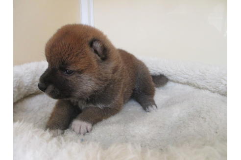 成約済の岡山県の柴犬-122868の3枚目