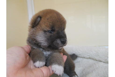 成約済の岡山県の柴犬-122868の2枚目