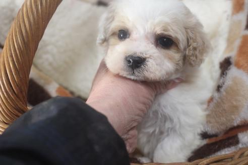 成約済の奈良県のトイプードル-116922の1枚目