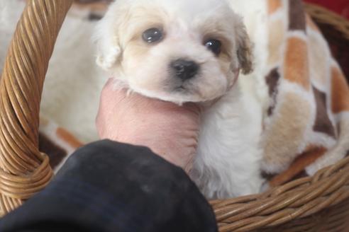 成約済の奈良県のトイプードル-116922の4枚目