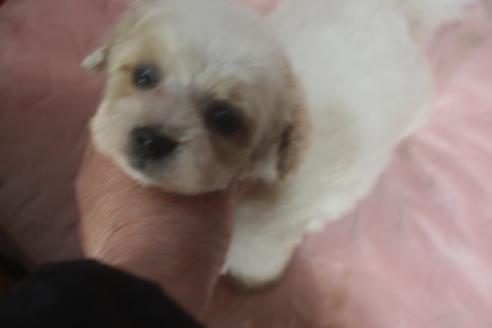 成約済の奈良県のトイプードル-116922の2枚目