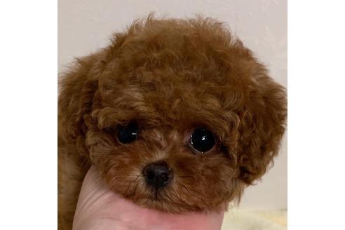 成約済の広島県のミックス犬-121146