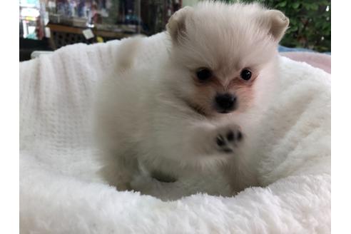 成約済の京都府のポメラニアン-122877