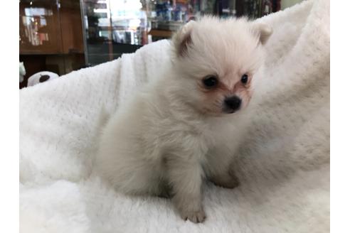 成約済の京都府のポメラニアン-122877の2枚目