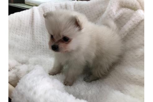 成約済の京都府のポメラニアン-122877の4枚目