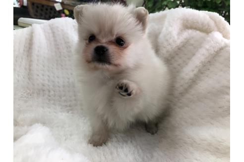 成約済の京都府のポメラニアン-122877の5枚目