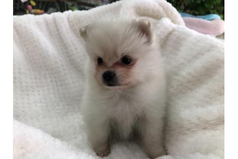 成約済の京都府のポメラニアン-122877の6枚目