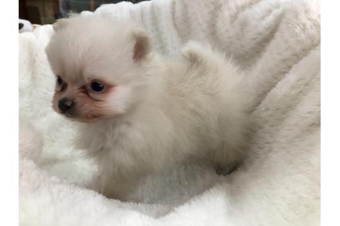 成約済の京都府のポメラニアン-122879の2枚目