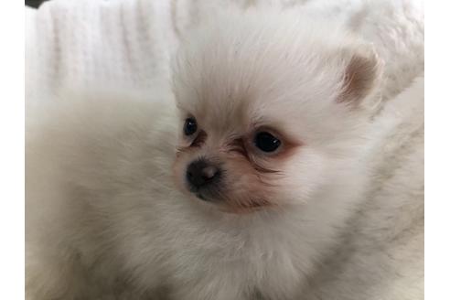 成約済の京都府のポメラニアン-122879の3枚目