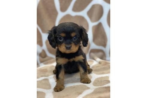 キャバリアキングチャールズスパニエルでブラックタンの子犬を探す ブリーダーナビ