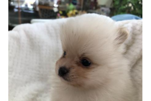 成約済の京都府のポメラニアン-122885の2枚目