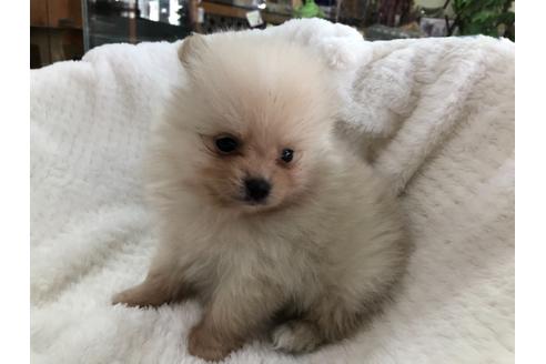 成約済の京都府のポメラニアン-122885の5枚目