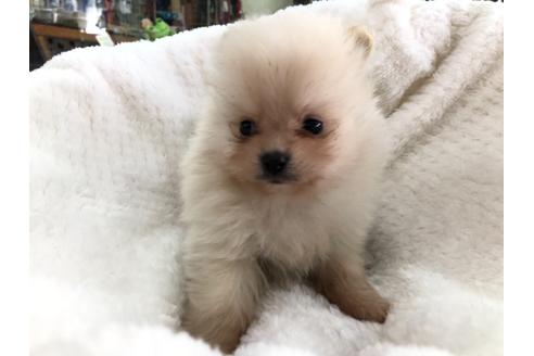 成約済の京都府のポメラニアン-122885の1枚目