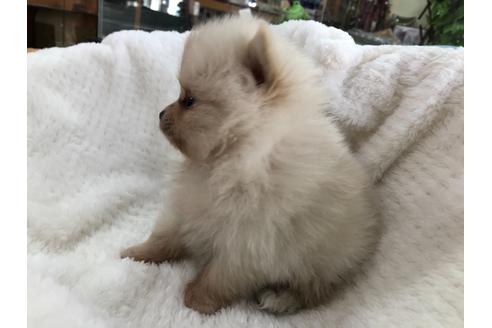 成約済の京都府のポメラニアン-122885の6枚目