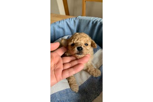 成約済の山形県のマルプー:マルチーズ×トイプードル-122903