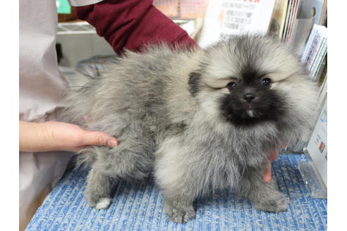 成約済の熊本県のポメラニアン-118399の2枚目