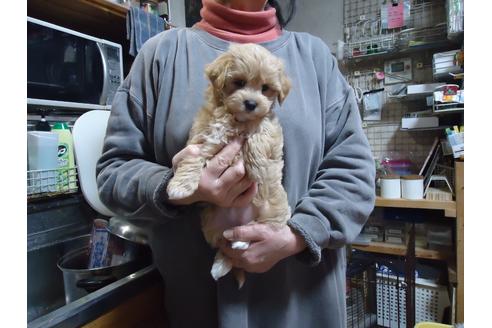 成約済の栃木県のマルプー:マルチーズ×トイプードル-122909の4枚目