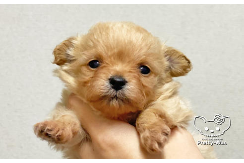 成約済の愛知県のチワプー:チワワ×トイプードル-122911の3枚目