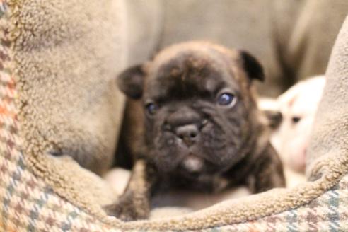 成約済の愛知県のフレンチブルドッグ-121969の14枚目