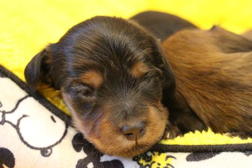 成約済の愛知県のカニンヘンダックスフンド(ロングヘアード)-122234の18枚目