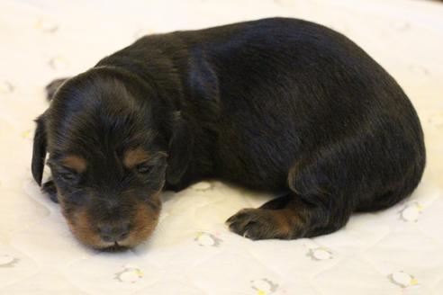 成約済の愛知県のカニンヘンダックスフンド(ロングヘアード)-122234の17枚目