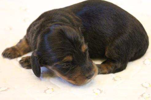 成約済の愛知県のカニンヘンダックスフンド(ロングヘアード)-122234の16枚目