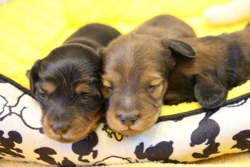 成約済の愛知県のカニンヘンダックスフンド(ロングヘアード)-122234の15枚目