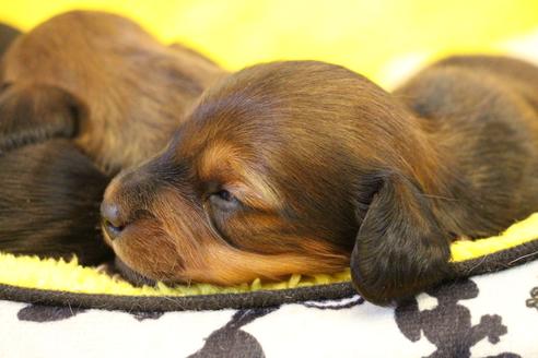 成約済の愛知県のカニンヘンダックスフンド(ロングヘアード)-121853の23枚目