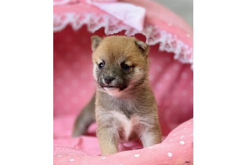 成約済の大阪府の柴犬-122964の4枚目