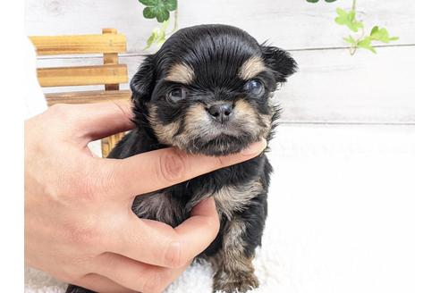 成約済の静岡県のチワワ(ロングコート)-122979の1枚目