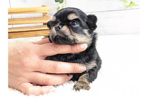 成約済の静岡県のチワワ(ロングコート)-122979の5枚目