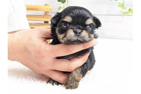 成約済の静岡県のチワワ(ロングコート)-122979の4枚目