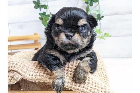 成約済の静岡県のチワワ(ロングコート)-122979の3枚目