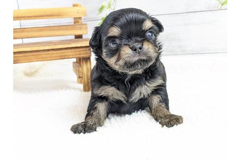 成約済の静岡県のチワワ(ロングコート)-122979の2枚目