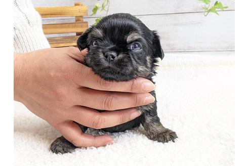 成約済の静岡県のチワワ(ロングコート)-122981