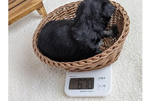 成約済の静岡県のチワワ(ロングコート)-122981の4枚目