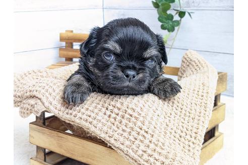 成約済の静岡県のチワワ(ロングコート)-122981の3枚目