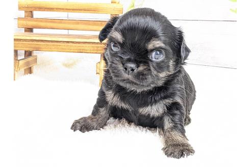 成約済の静岡県のチワワ(ロングコート)-122981の2枚目